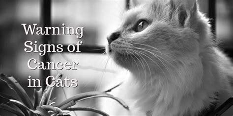 The three most common signs of a malignant oral tumor are: Warning Signs of Cancer in Cats You Should Not Ignore ...