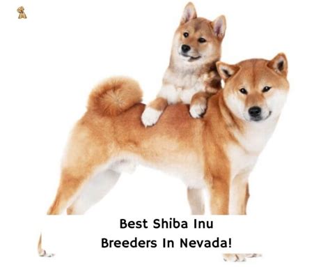 5 Best Shiba Inu Breeders In Nevada 2023 We Love Doodles