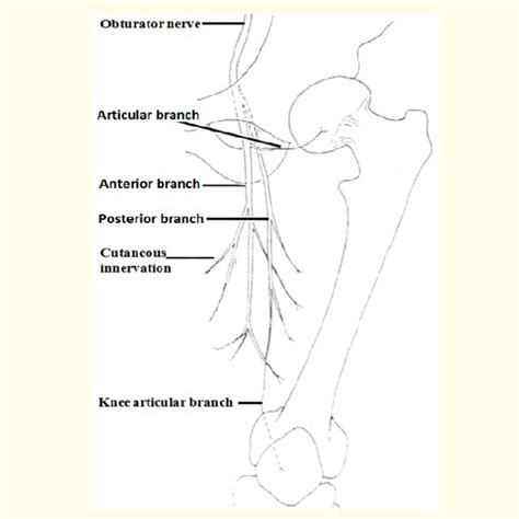 Sketch Of The Obturator Nerve And Its Branches Download Scientific