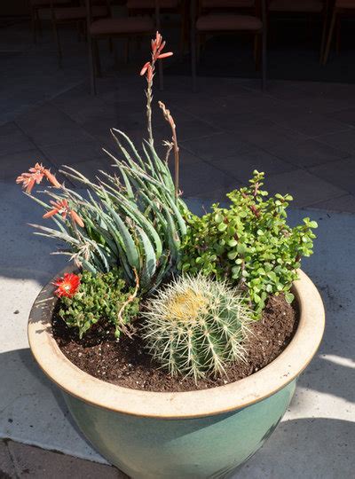 When and how often to water. Cactus and Succulent Containers Are Ideal for Hot, Sunny Spots