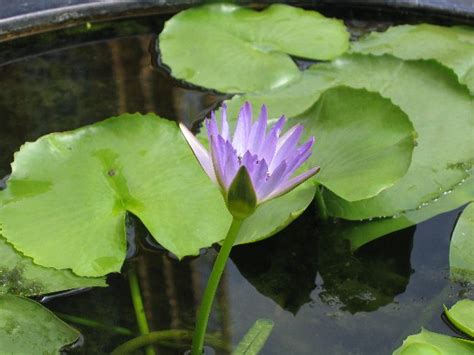 Filewater Lily Wikimedia Commons