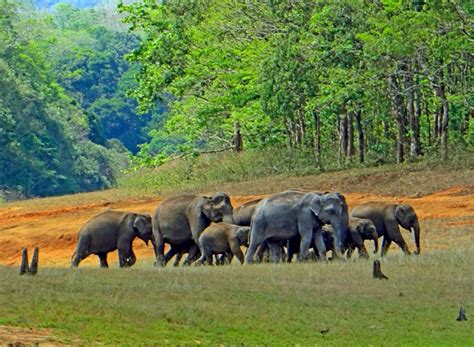 Periyar Wildlife Sanctuary Kerala Indian Holiday Uk Blog India
