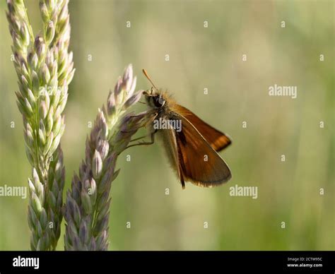 Small Skipper Butterfly Thymelicus Sylvestris Blean Woodlands Kent