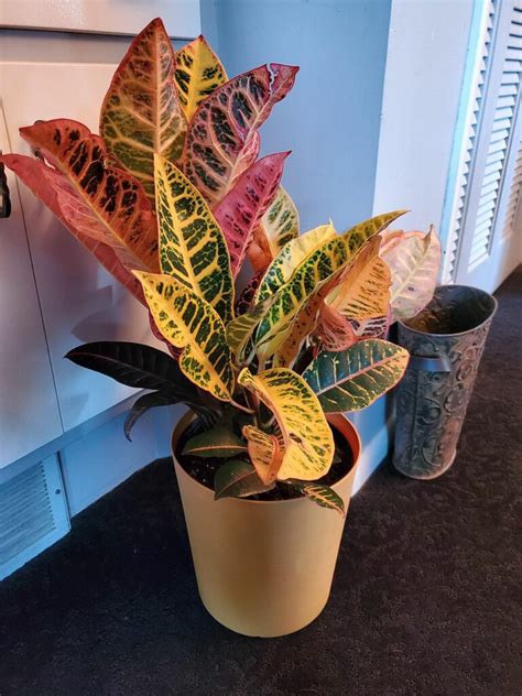 Croton Magnificent Care How To Grow The Codieaum Variegatum