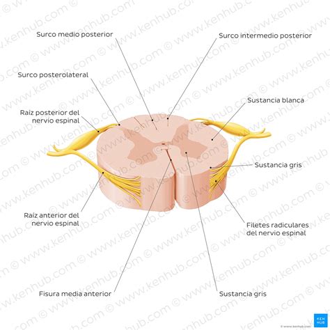 Medula Espinal Corte Transversal