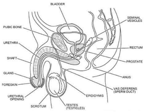 Human anatomy drawing drawing theory. Female Reproductive System Drawing at GetDrawings | Free ...