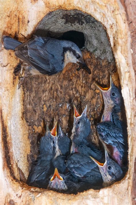 Nuthatch Feeding Chicks In Nest Stock Photo Image Of Inside Cavity