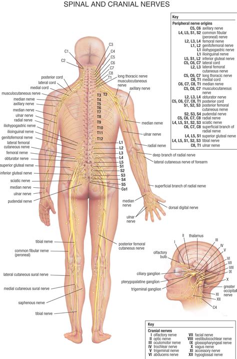 Spinal Anatomy Nerves Nerve Anatomy Spinal Nerve Medical Anatomy