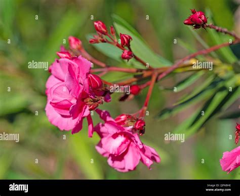 Red Flowering Oleander Nerium Oleander Stock Photo Alamy