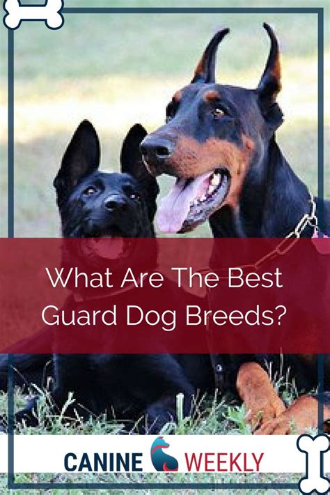5 Best Guard Dogs Large Courageous And Protective Breeds Best Guard