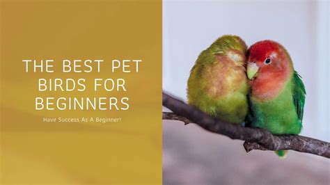 The 9 Best Pet Birds For Beginners Aquariumstoredepot