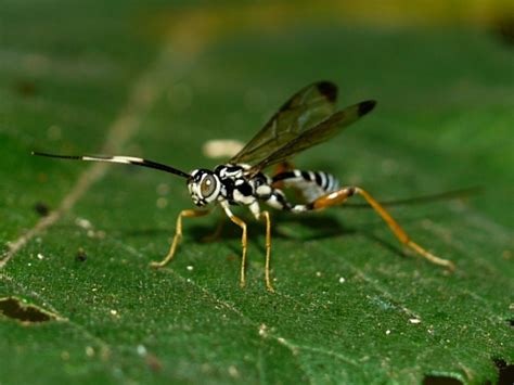 Wasp Arotes Decorus Bugguidenet