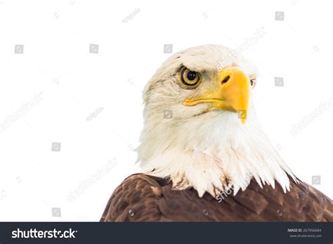 Bald Eagle Isolated On White Background Stock Photo