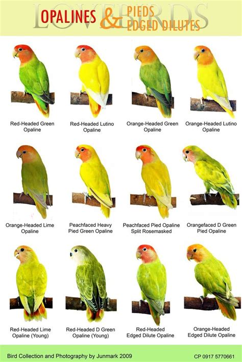 Types Of Lovebirds Chart Bird Lover