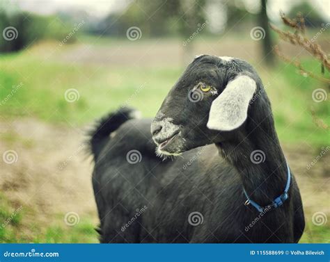 Portrait Of Adorable Black Goat Stock Image Image Of Goat Horned 115588699