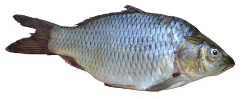 Fish Png Transparent Image Download Size 3395x1387px