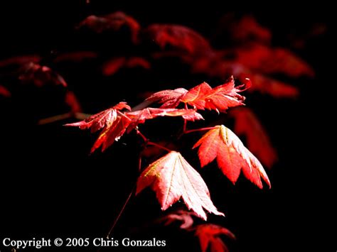 Maple Leaves Shutterbug