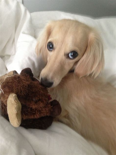 A dachshund can be a good fit for a novice owner as long as they attend obedience and puppy training classes. Most adorable face. English cream dachshund | Dachshund ...