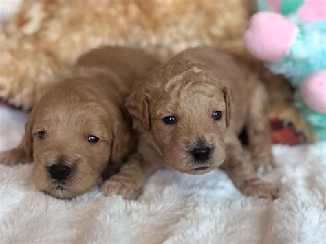 Love my doodles goldendoodle and aussiedoodle puppies for sale in florida. Pin on Puppies near me