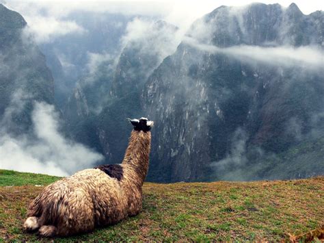 17 Things You Need To Know About Llamas In Peru