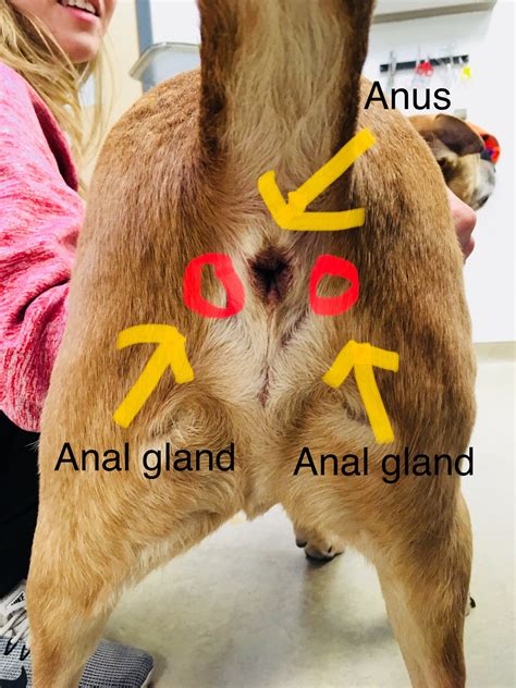 What Is That Anal Sacs Clarendon Animal Care