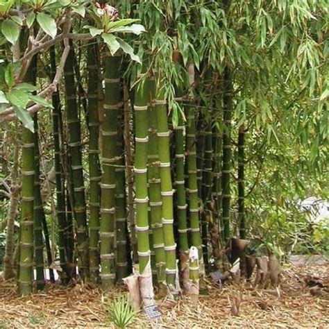 50 Giant Thorny Bamboo Seeds Privacy Climbing Shade Seed 395 Fresh