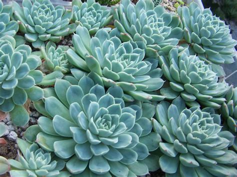 How To Grow And Care For A Mexican Snowball Echeveria Elegans World