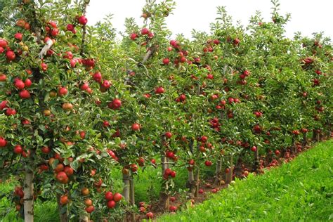 How To Grow Dwarf Apple Trees Better Homes And Gardens