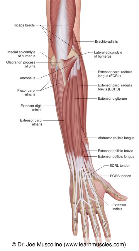 Muscles Of Forearm Superficial Layer Posterior View Anatomy Superior