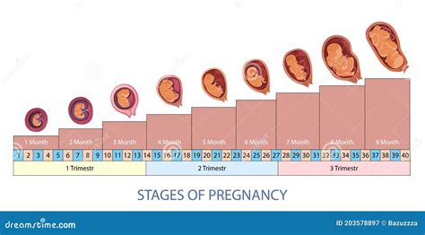 Process Of Fetus Development Inside Womb Th Month Of Pregnancy