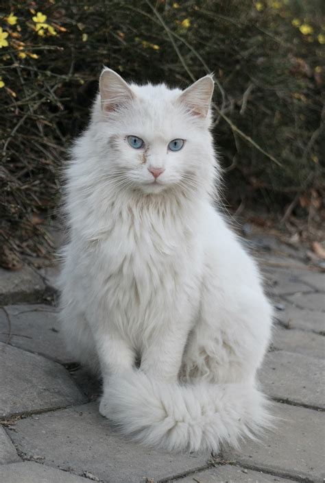 Turkish Angora Cat Characteristics And Character Cat Breeds Vlrengbr