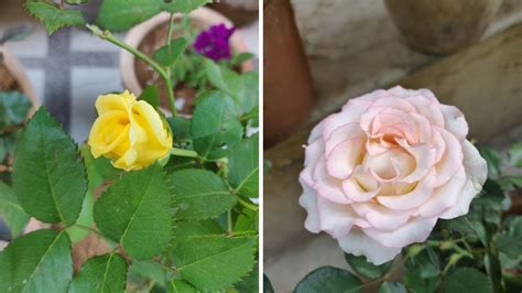 Rose Plant Care Hindi How To Grow And Care Rose Plant गुलाब के पौधे