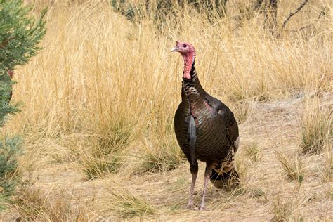 Wild Turkey — Eastside Audubon Society
