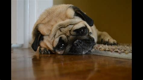 Sad Dog Diary - YouTube
