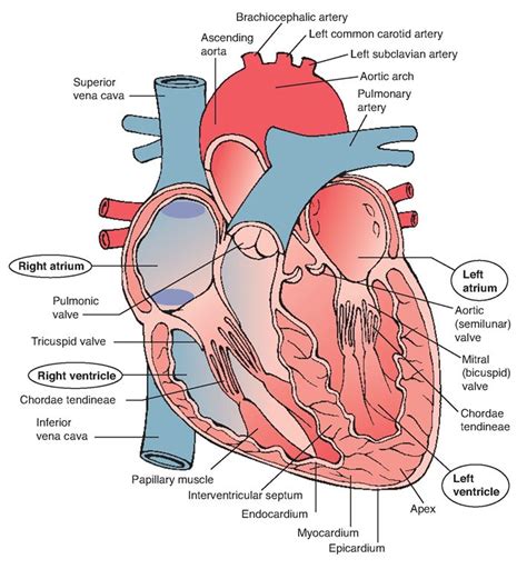 Heart And Great Vessels Anterior View The Heart Is Enclosed In The