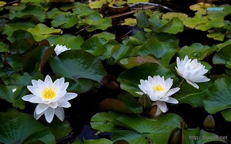 🔥 Free Download Water Lilies Wallpaper Background Wallpaper Hd