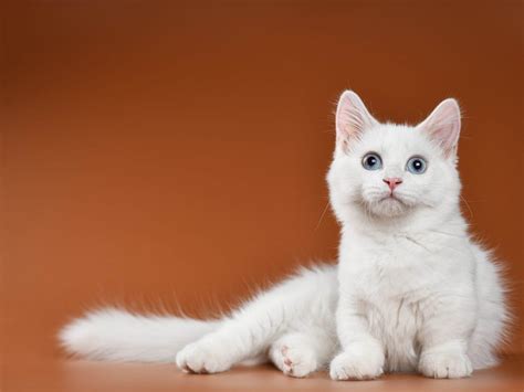 White Cats Photos Cat World