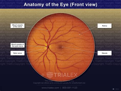 Anatomy Of The Eye Front View Trial Exhibits Inc