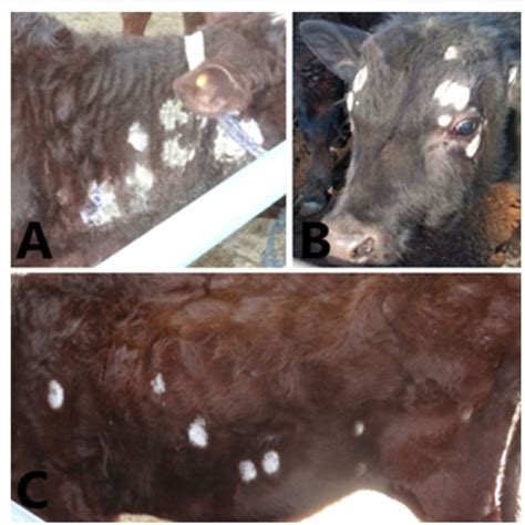 Dermatophytosis In Cattle A Grayish White Desquamations Around The