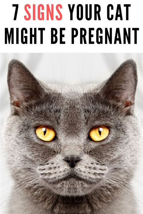 7 Signs Your Cat Might Be Pregnant That You Should Definitely Pay