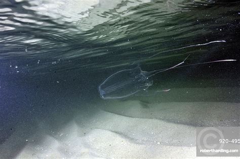 Hawaiian Box Jellyfish Carybdea Alata Stock Photo