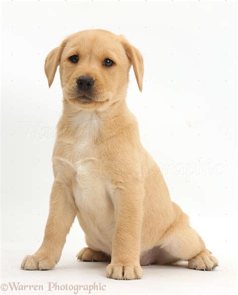 Dog Yellow Labrador Retriever Puppy Photo Wp41159