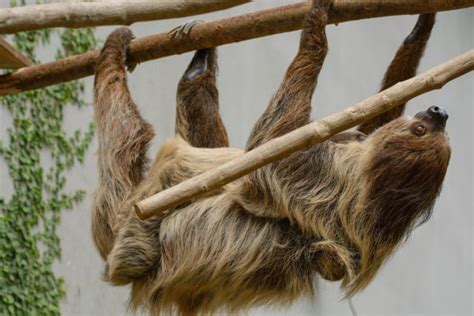 How To Tell If A Sloth Is Male Or Female Mudfooted