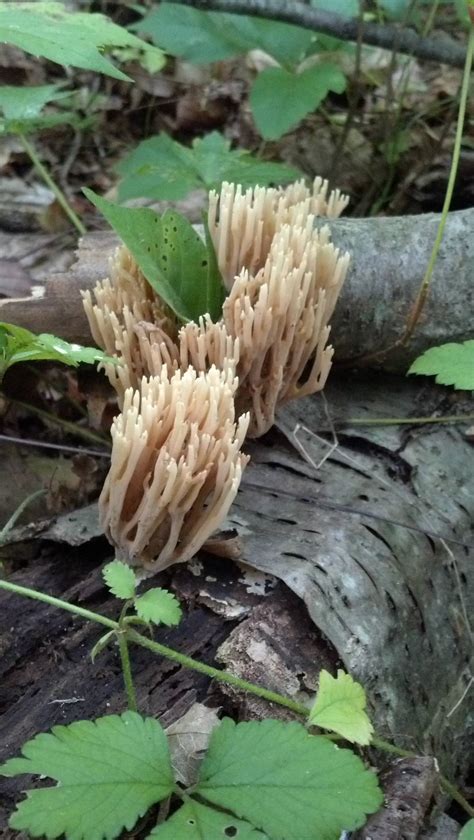 Coral Fungus Edible Mushroom Hunting And