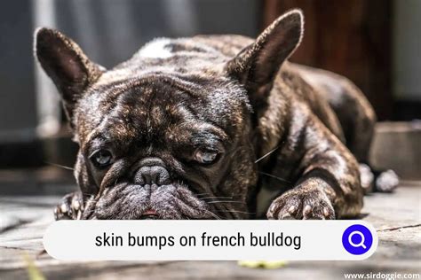 Why Does My French Bulldog Have Skin Bumps