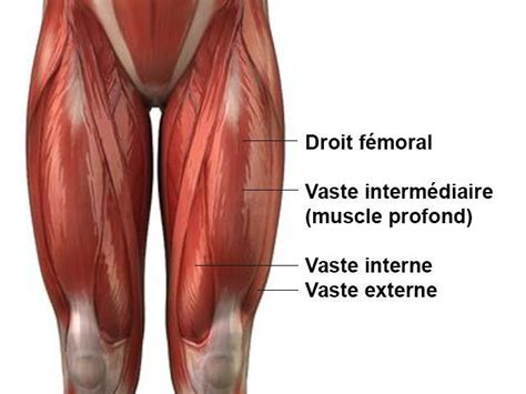 Muscles Des Quadriceps Anatomie Humaine Staps Cuisse