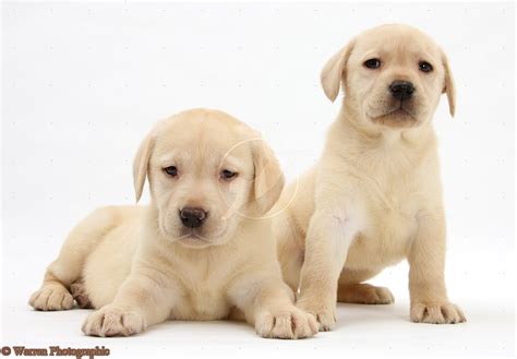 Cute Puppy Dogs Yellow Labrador Retriever Puppies