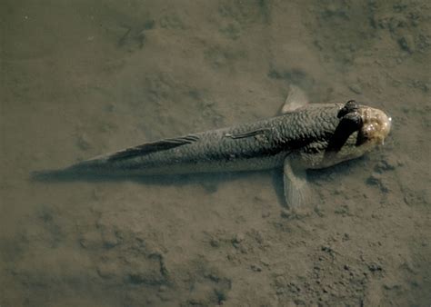 Images > Animals > Fish