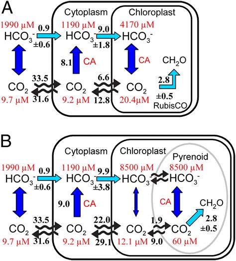 Efficiency Of The Co2 Concentrating Mechanism Of Diatoms Pnas