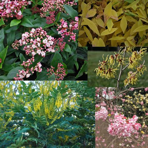 Maybe you would like to learn more about one of these? Winter flowering shrubs bundle | Emerald Plants